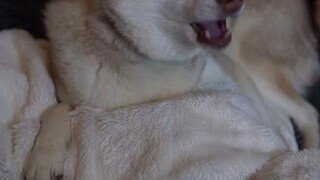 What’s your dog’s fave sleeping position? LearnOnTikTok dogslife sleeping
