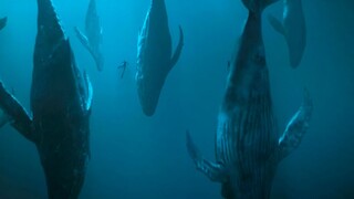 Watch the first season of the American thriller "Species" in one go