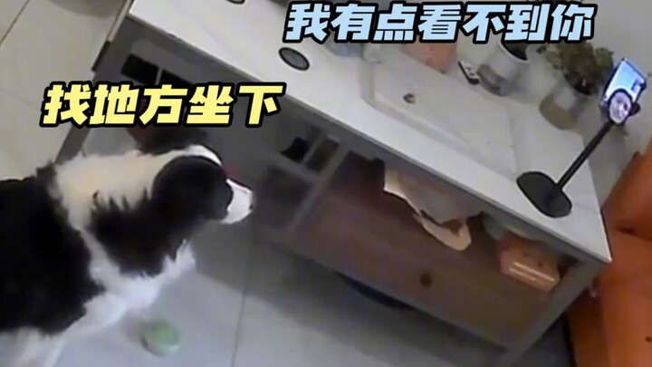 A border collie at home makes a video call to its owner, communicating seamlessly the whole time. Ne