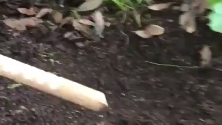 Amazing Trapping Method