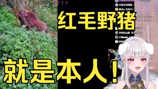 找到梨安的真身了😁红毛真身🐷给肥梨气笑了：这种款式的猪也能给你找着啊😡