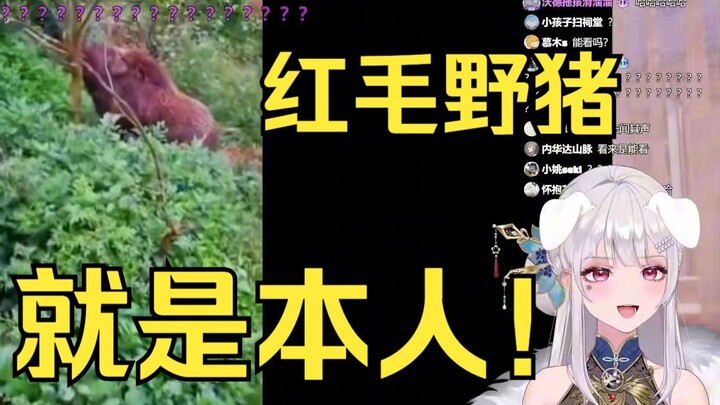 找到梨安的真身了😁红毛真身🐷给肥梨气笑了：这种款式的猪也能给你找着啊😡