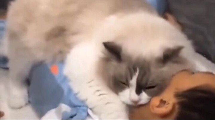 Cute and funny cat  (110)