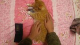 Chú mèo vàng siêu cá tính