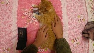 Animal|The Orange Cat with Good Personality