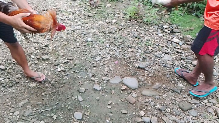 Test Fight lang muna mga Boss idol🐓🐓🐓
