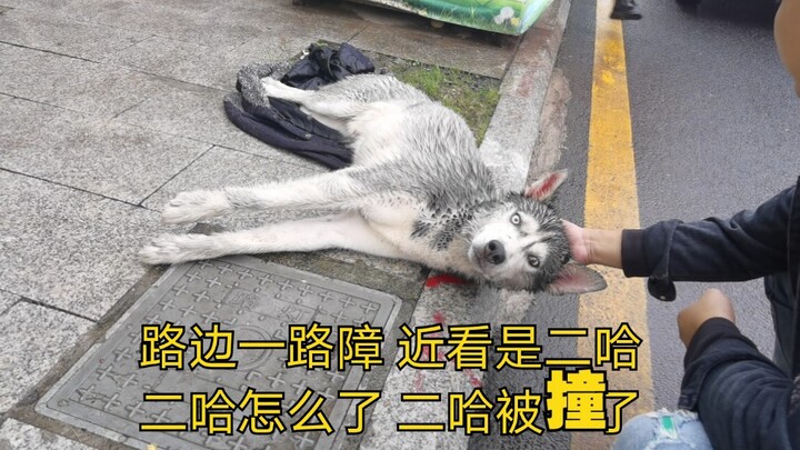 【Lao Feng Yang】Anjing Husky terkapar di pinggir jalan, otaknya terbentur parah hingga tak bisa berdi