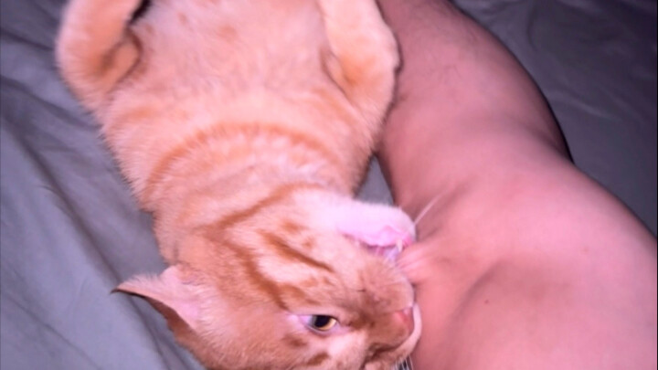 There are cats cuddling up to people and sleeping~