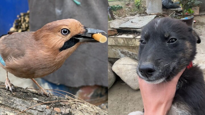 Anjing kecil Xiaopang telah mengakhiri masa kecil yang bahagia, jangan nakal lagi mulai sekarang, ya