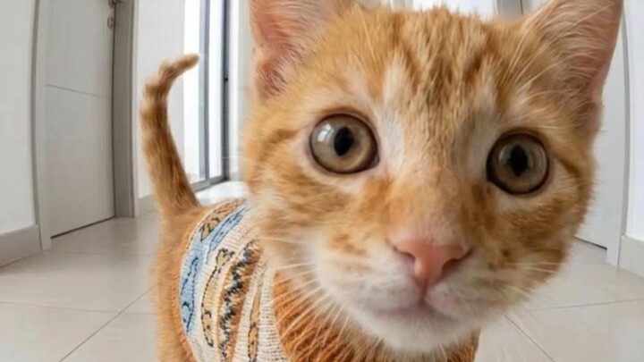 Ketika kucing kecil mendatangi wartawan
