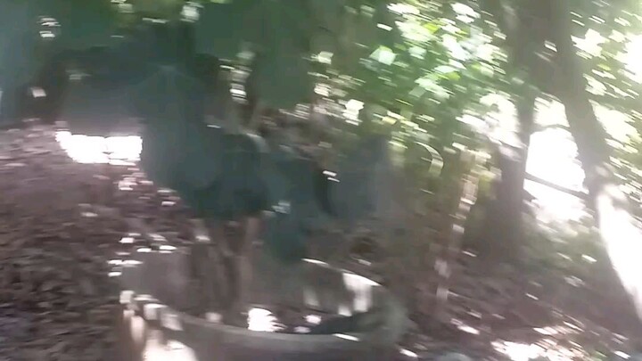 เเกล้งไก่