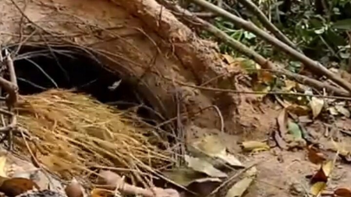 Incredible Underground Earth Shelter Build 🏹