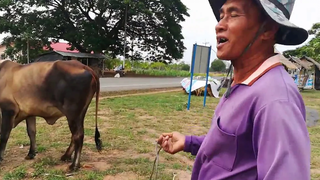วัวบรามันห์