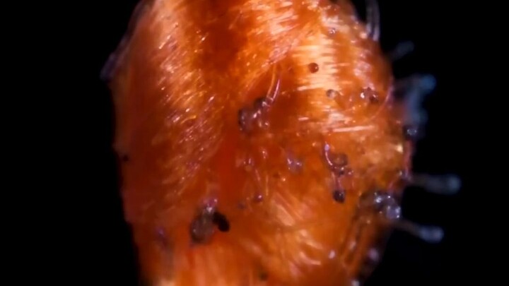 【Phóng to một chút】Nút dây trong lửa