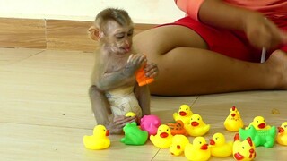 Cute Baby Monkey Maki Very Happy Playing Toys With Mom And Sister Pisey So Much Fun