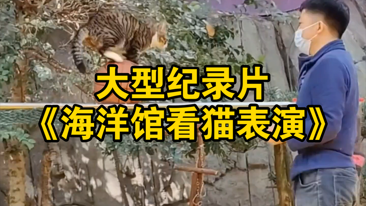 The blockbuster documentary “Cat Performances at the Aquarium” is now airing for you!