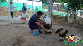 🐷น้องรวยเล่นโคลนไม่อยากอาบน้ำแล้วหนาวๆ5555