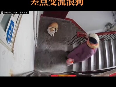 Corgi: Suýt nữa đã thành chó hoang!!