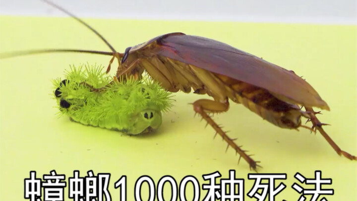 Cockroach meets the super-cute firefly larva…