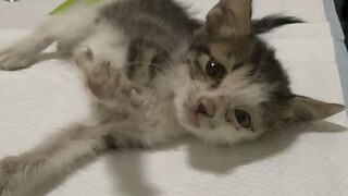 你不是流浪猫，你是我的嫡长猫，虽然只相处了三天，但对你我始终有数不尽的回忆，我在院子给你规划了很多玩的，但是。。。愿再无流浪。