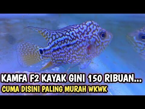 Kamfa f2 kayak gini cuma 150 ribu? ya ampun murah banget