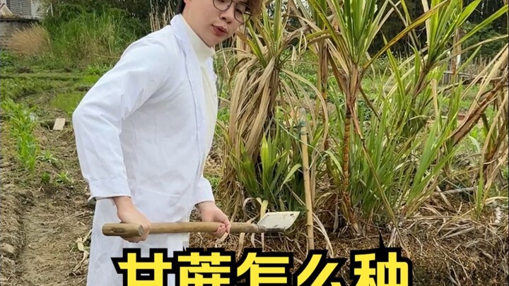 羡慕甘蔗可以“躺平”长大