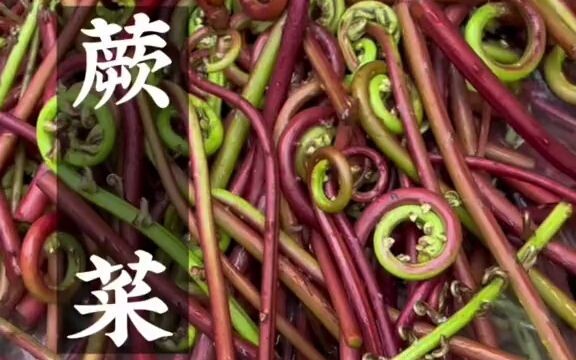 Nhiều người bảo rau dớn không ăn được, vậy mà chúng tôi từ nhỏ đã ăn đến lớn; xuân về rồi, lại đến m