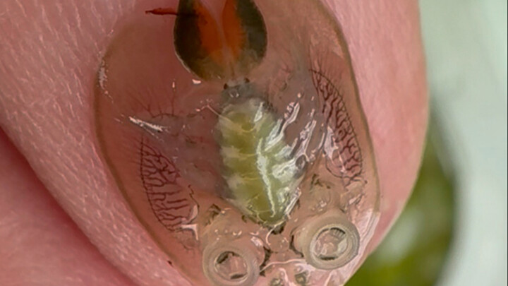 A fish louse was found on the tail of a wild-caught crucian carp.