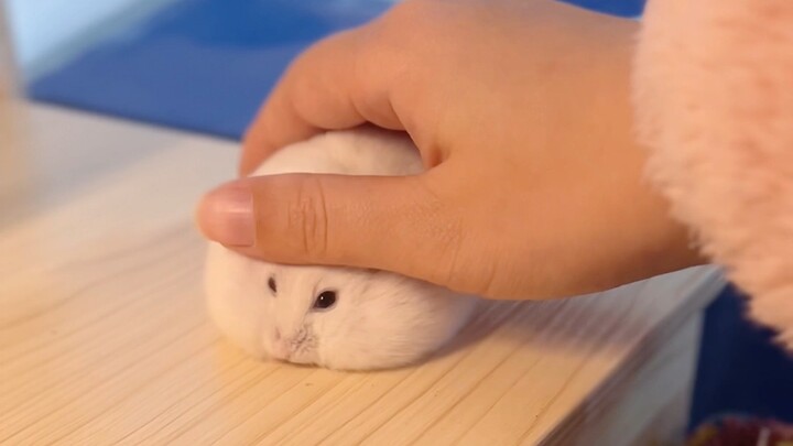[Hamster] A little piece of bread in its hand