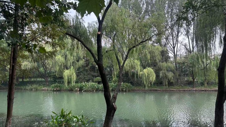 What is a municipal waste incinerator