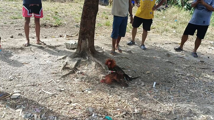 asil x kanawayon 8 months vs sweater 3years old panalo pa asil