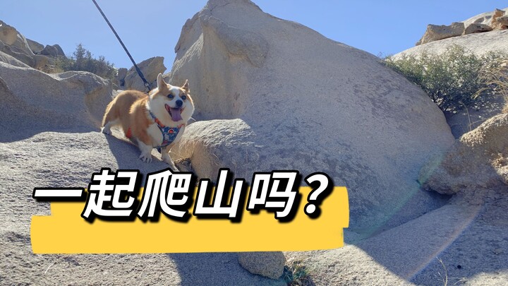 Membawa anjing berjalan kaki mendaki gunung, tak disangka kaki pendeknya pun mampu dengan gagah bera