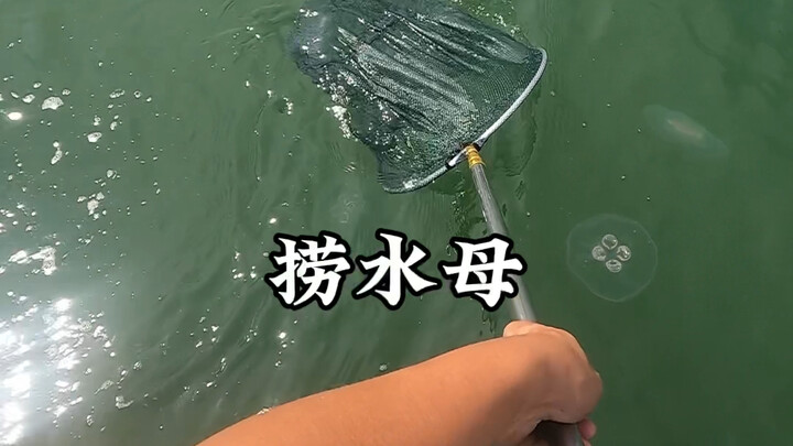 Pengumpul laut Pak Wang menangkap ubur-ubur pakai jaring sorong