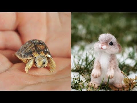 Animals SOO Cute! Cute baby animals Videos Compilation cutest