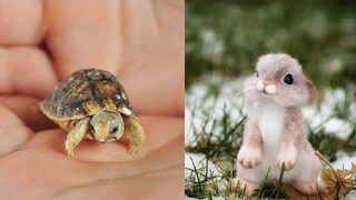 Cute baby animals Videos Compilation cute moment of the animals Cutest Animals - Soo Cute #2