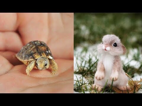 Funniest Animals 🐧 - Best Of The 2020 Funny Animal Videos 😁 - Cutest Animals Ever #5 - Bilibili Funniest Animals 🐧 - Best Of The 2020 Funny Animal Videos 😁 - Cutest Animals Ever #5 - Bilibili
