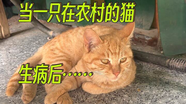 回农村的第9天，邻居的猫病了，可是我也没有办法……