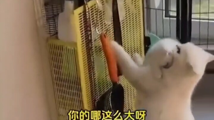 Kucing: Mana ada persalinan normal secepat nge-klik?