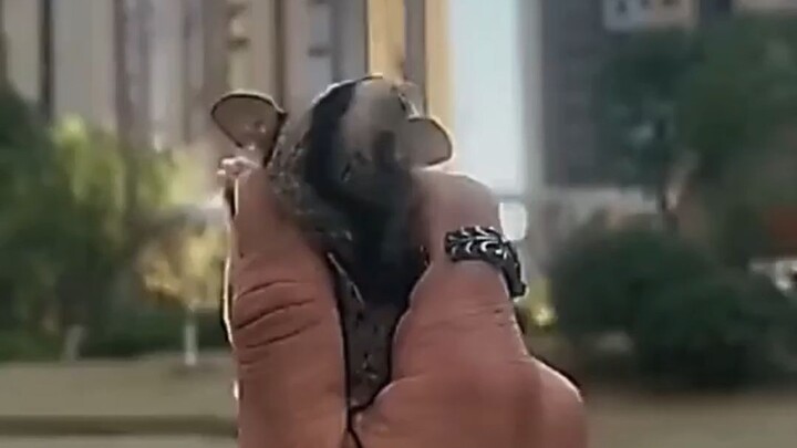 A Flying Squirrel Hit by a Meteorite