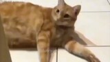 funny cat videos