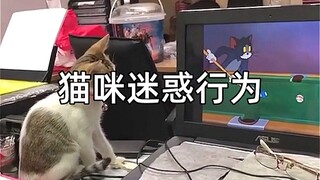 “喵咪迷惑行为实录”