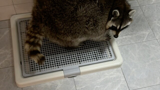 لطالما سأل الناس عن كيفية ذهاب الراكون إلى الحمام #الراكون_الصغير #مضحك #يشهد_إقبالاً كبيراً