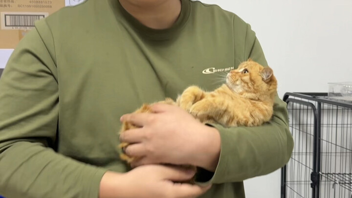 送猫，没有捆绑销售