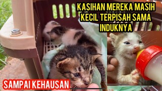 Menyelamatkan 3 Anak Kucing Yang Mau Di Buang..!