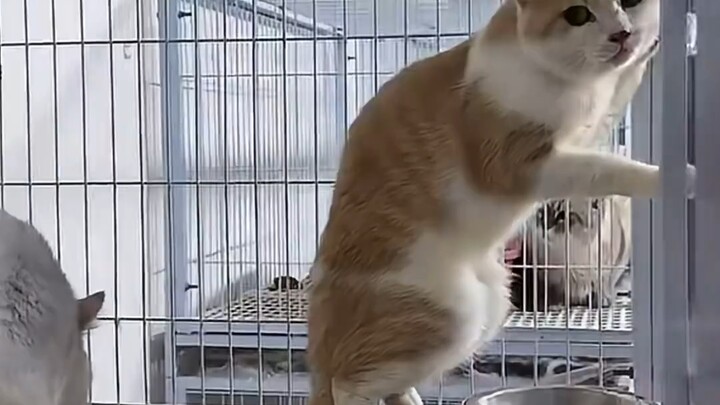Lao Wu menggunakan Jurus Telapak Menghancurkan Bumi miliknya untuk menghancurkan ketenangan batin sa