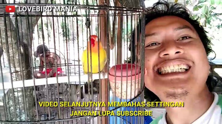 RENCONG... Lovebird KONSLET Pendatang Baru 2020