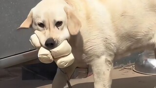 الجرو: من لا يأكل بنشاط، فهناك مشكلة في رأسه!