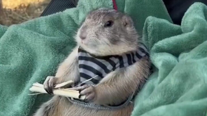 国外小姐姐住校将宠物小拨拨托付给外公照顾，没想到再见时的样子让人哭笑不得