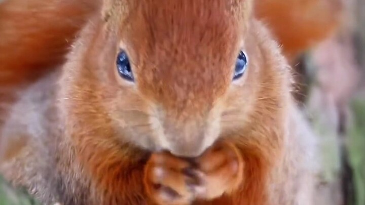 Mommy squirrel must have told her little one, “She’s an angel”!!