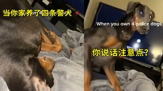 男子对警犬开玩笑，一个词令狗子瞬间警觉：你刚说什么？